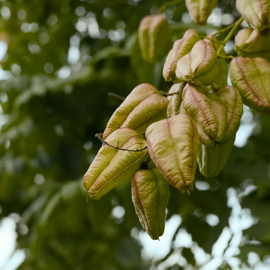 Arborele felinar (oțetar galben)