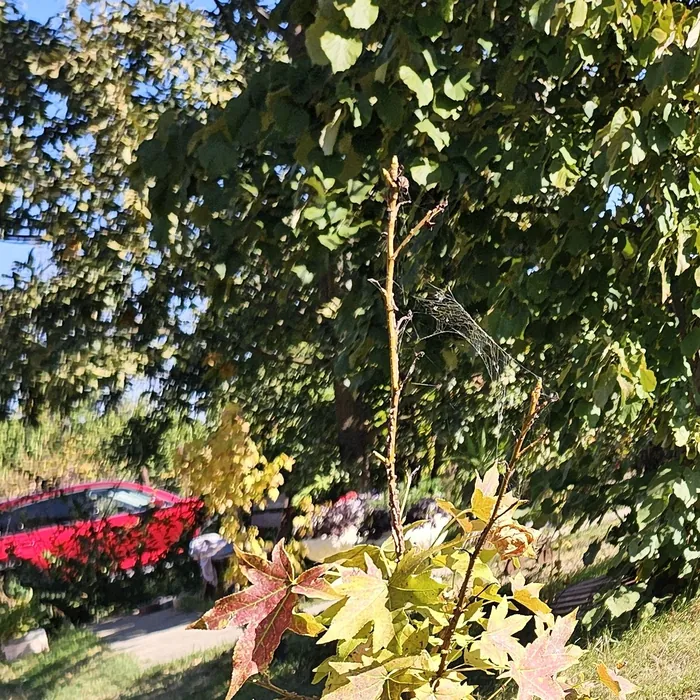 Grădina, toamna