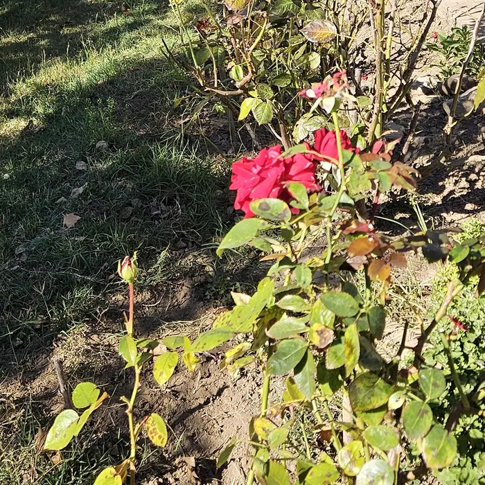 Trandafiri în grădină