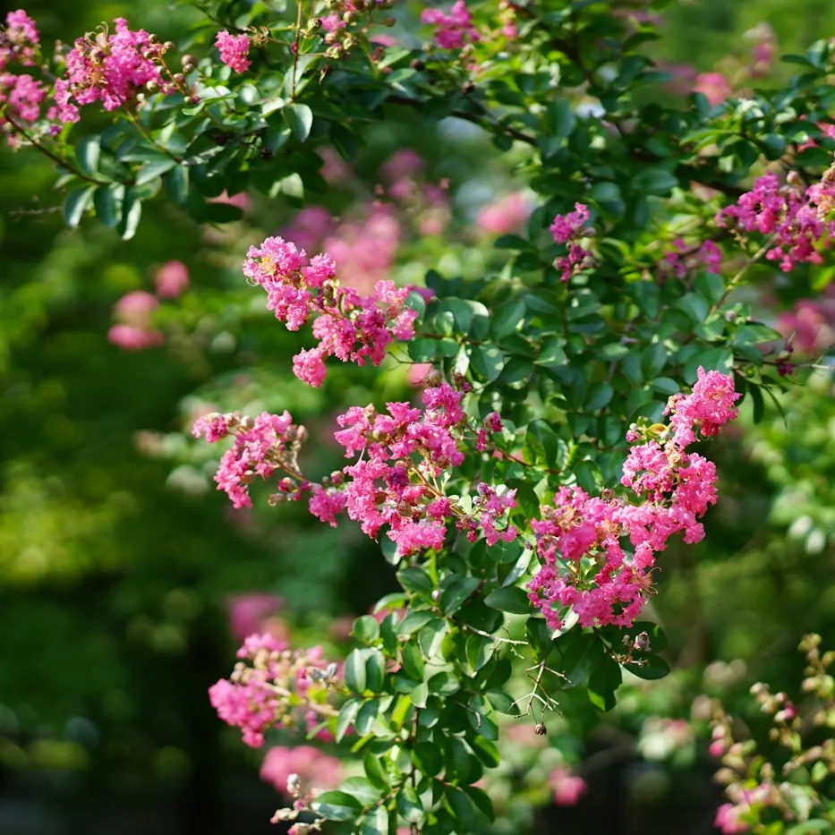 Liliac indian