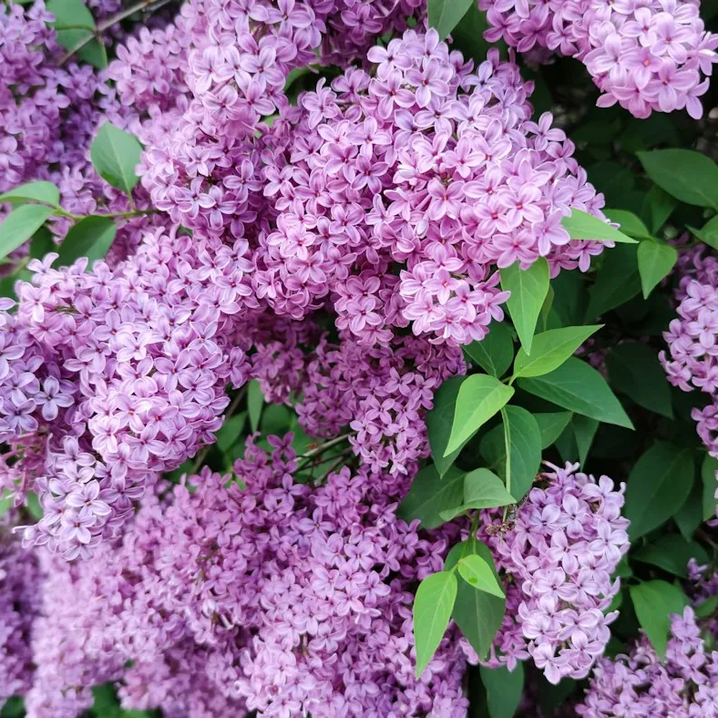 Liliac românesc