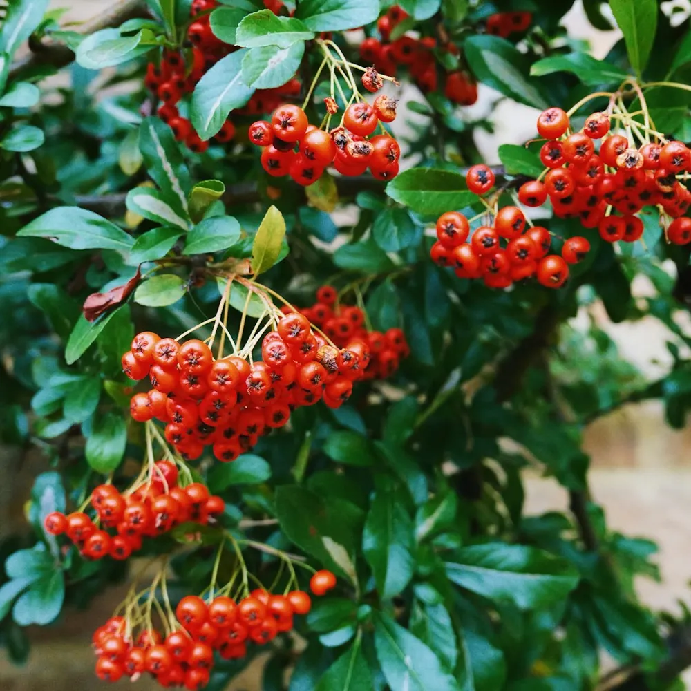 Piracantă (cătină ornamentală)